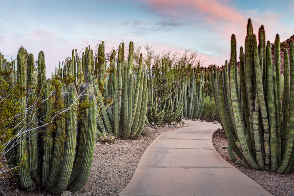 Walkway through a forest of Organ Pipe (Stenocereus thurberi) Cactus plants in Phoenix Arizona.